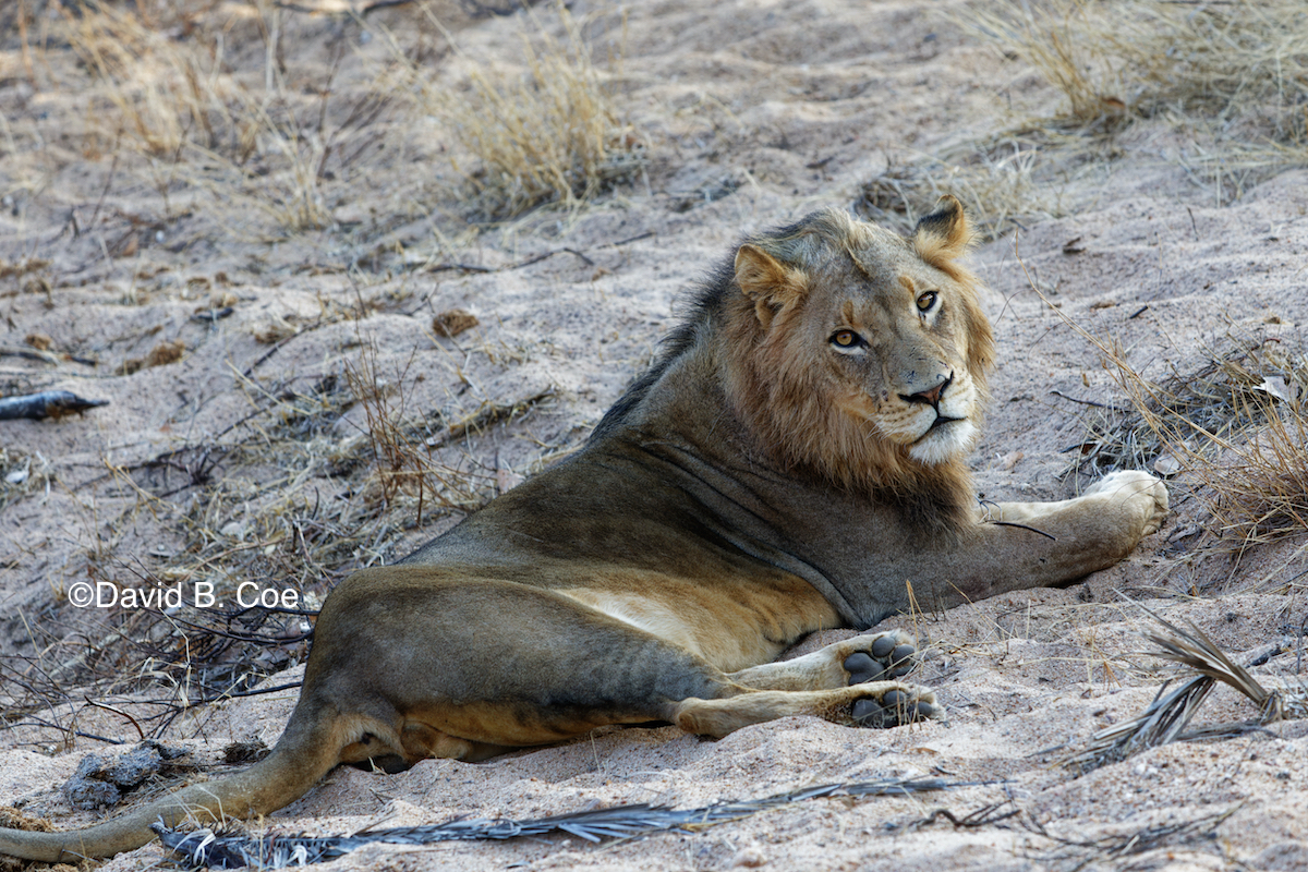 Young male lion, Greater Kruger National Park, photo by David B. Coe